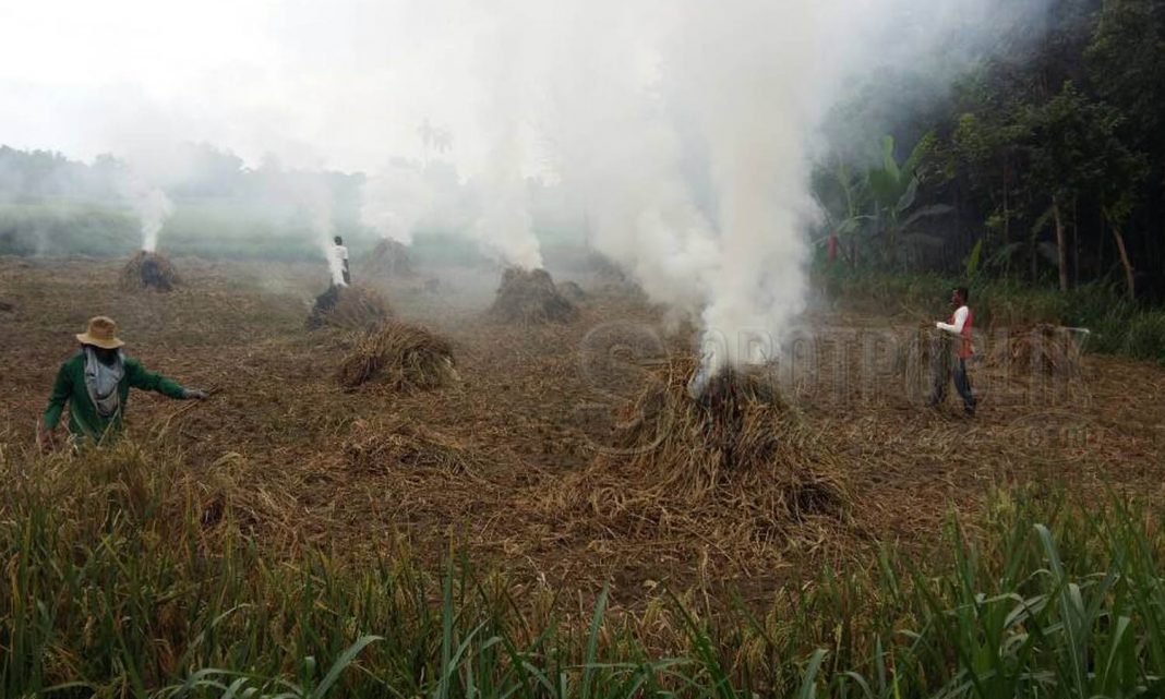 Gagal Panen, Petani Bakar Tanaman Padi - Sorotpublik.com