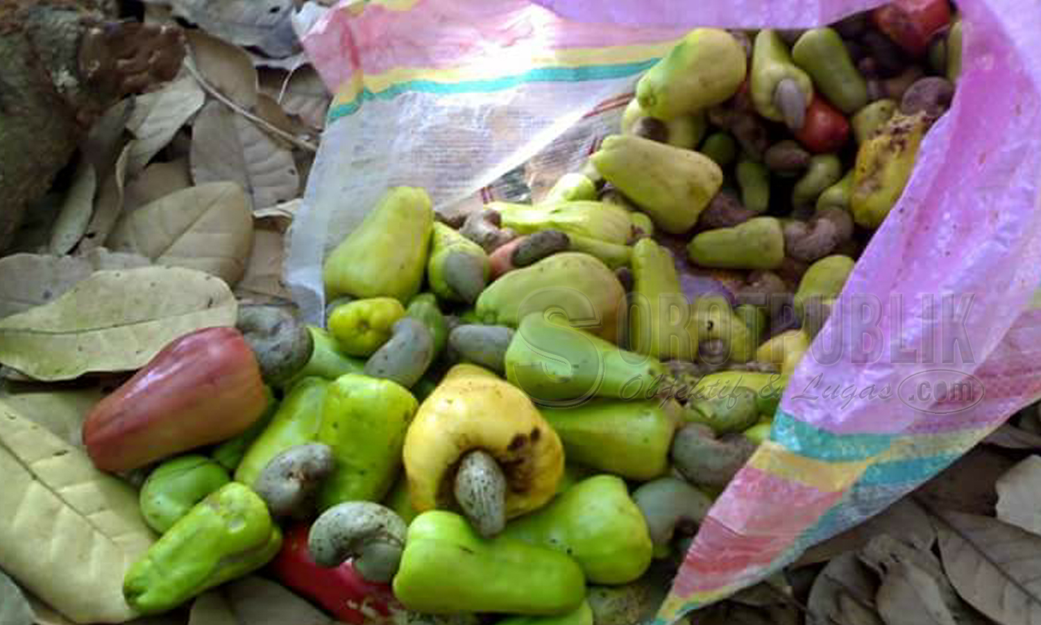 Jambu Mente Hasil Panen Petani