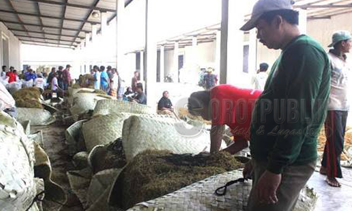 Aktifitas Sortir Tembakau di Salah Satu Pabrikan Sumenep