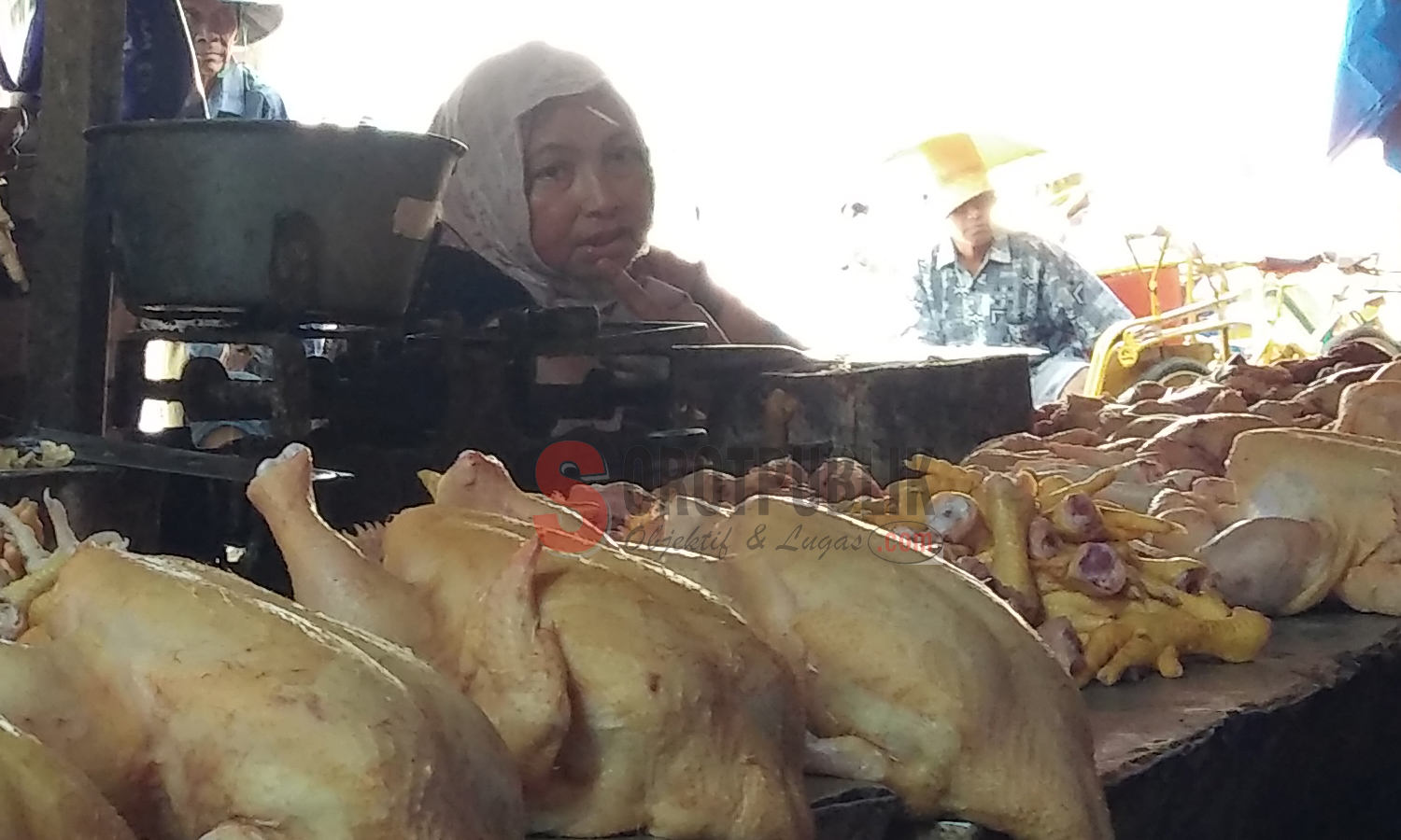 Minggu Ini Harga Daging Ayam Kampung Turun  sorotpublik.com