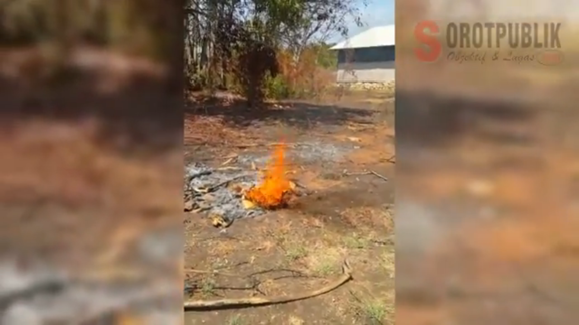 Fenomena Api Alam menyembur dari dalam tanah di kebun milik warga Desa Kalianget Barat, Kecamatan Kalianget, Sumenep. (Foto: Scr/SorotPublik)