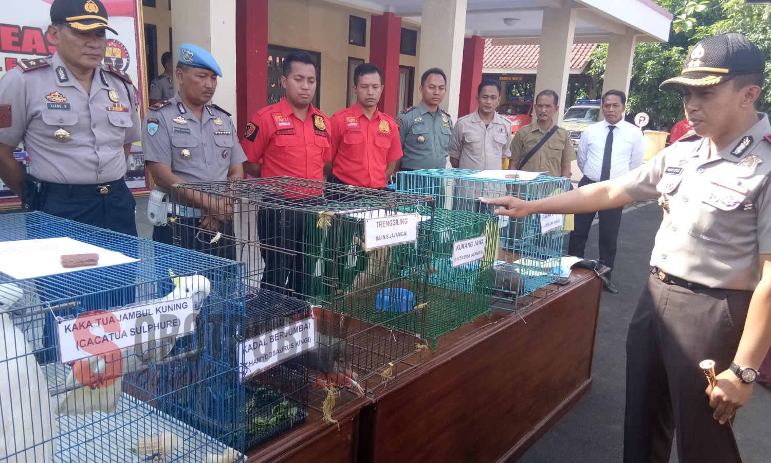 Kepolisian Resort (Polres) Majalengka saat menunjukkan barang bukti satwa dilindungi yang diamankan dari tersangka. (Foto: Sigit/SorotPublik)