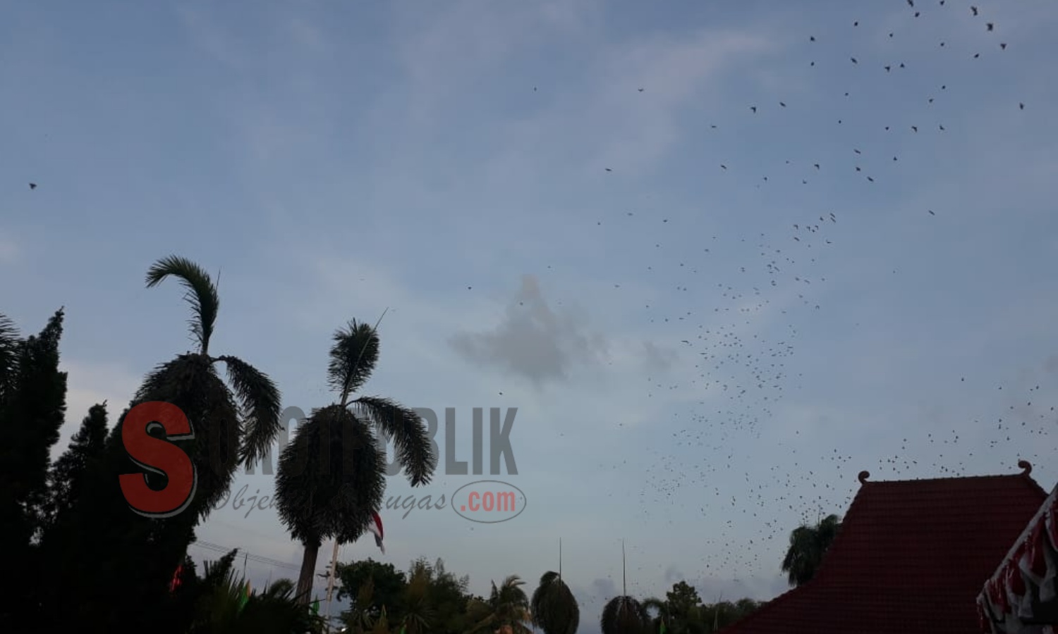 Menakjubkan! Sekitar ribuan burung Pipit saat menyerbu pepohonan di halaman Rumah Dinas Bupati Sumenep. (Foto: Heri/SorotPublik)