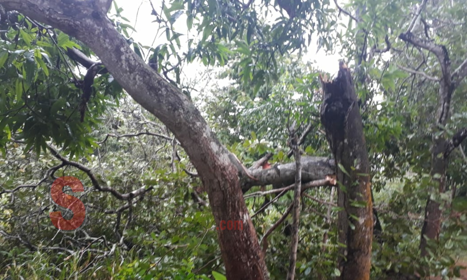 Salah satu pohon yang tumbang di Kecamatan Dasuk, Sumenep. (Foto: Heri/SorotPublik).