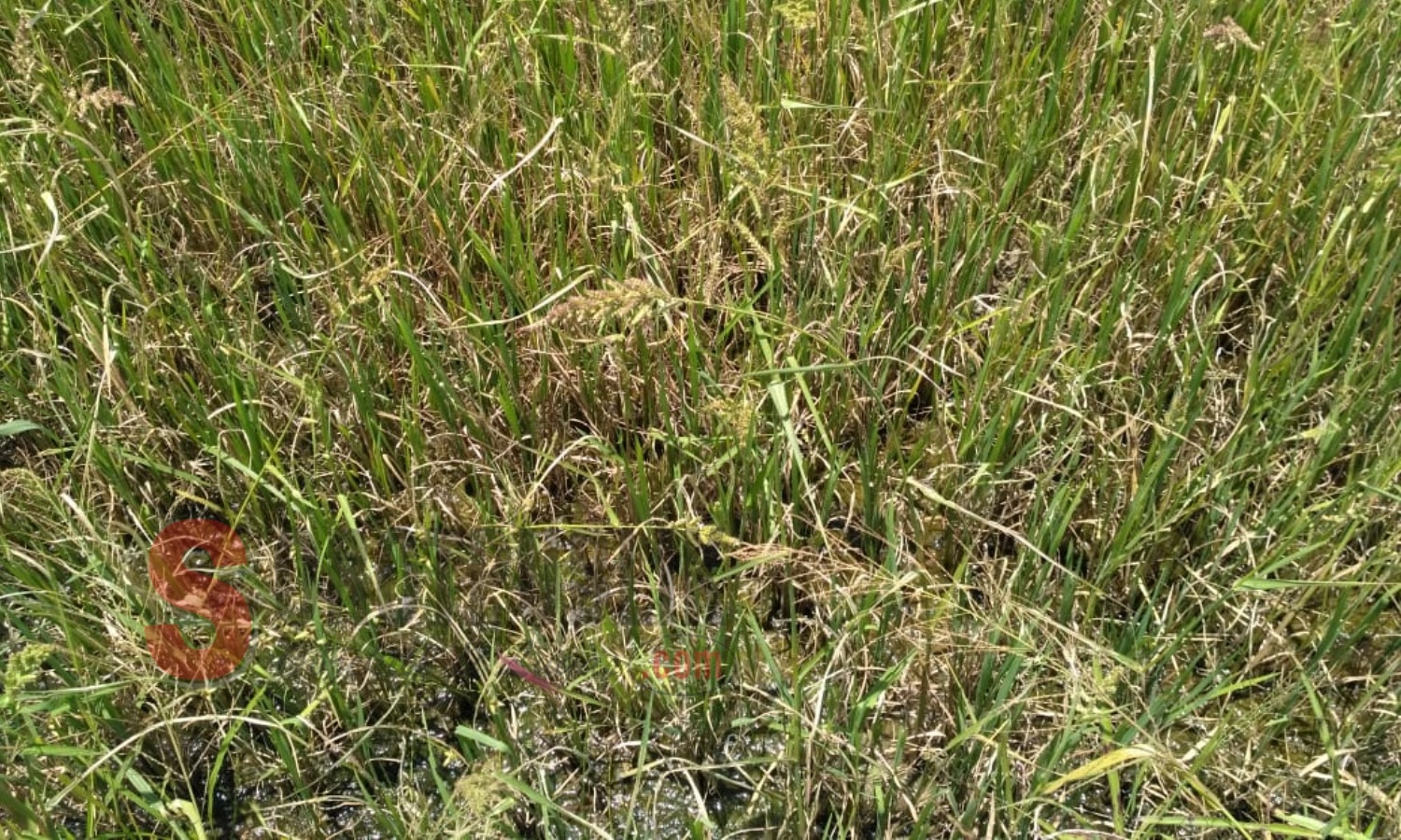 Kondisi tanaman padi yang gagal panen di Desa Waihatu, Kecamatan Kairatu Barat, Kabupaten Seram Bagian Barat. (Foto: Fitrah/SorotPublik)