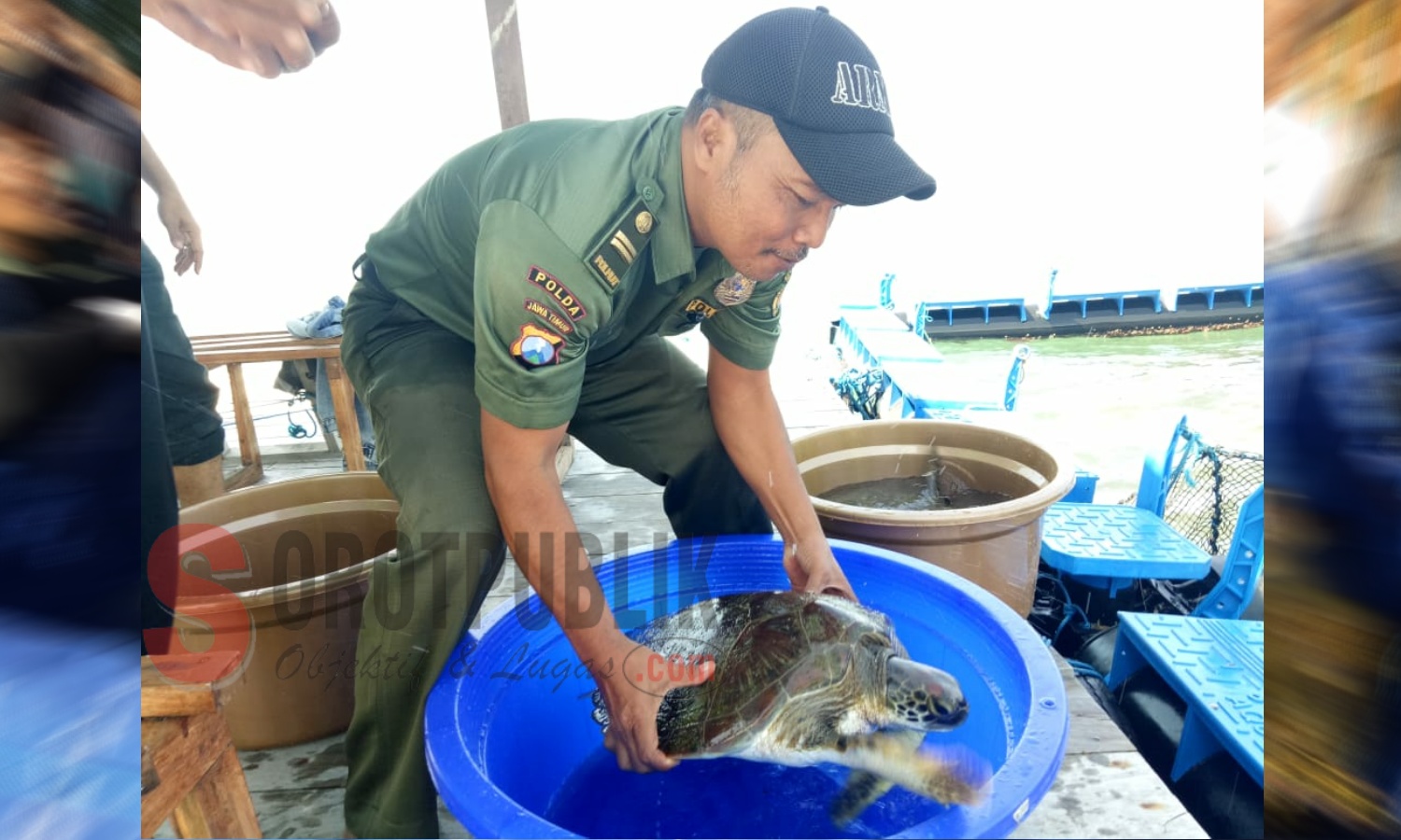 Kepala Resort Konservasi Wilayah (RKW) 17 Situbondo Balai Besar Konservasi Sumber Daya Alam (BBKSDA) Jawa Timur (Jatim) memimpin proses evakuasi 5 penyu langka di wisata Grand Pathek, Situbondo. (Foto: Ainur/SorotPublik)