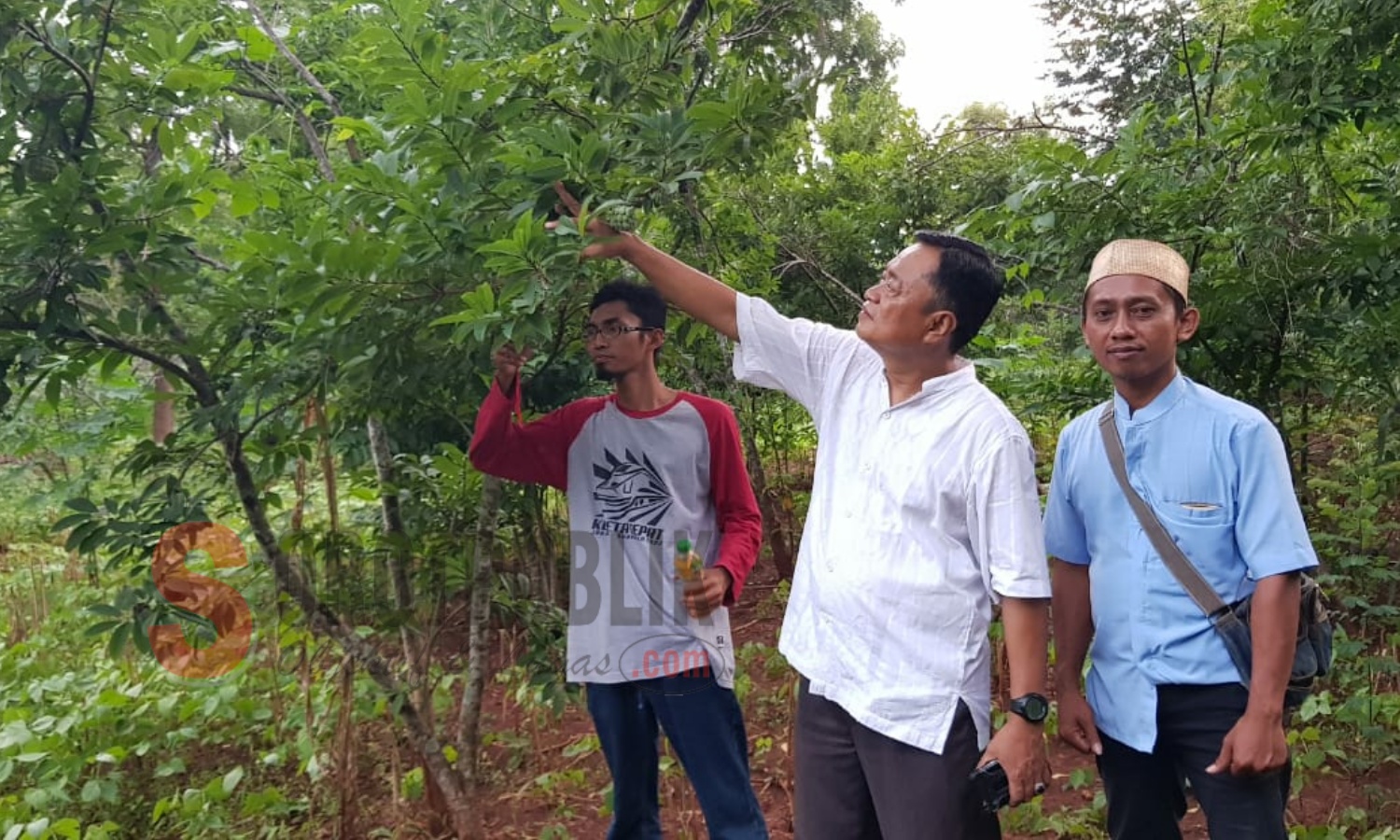 Abd Majid saat meninjau buah Srikaya di beberapa lokasi di Kecamatan Bluto, Sumenep. (Foto: Heri/SorotPublik)