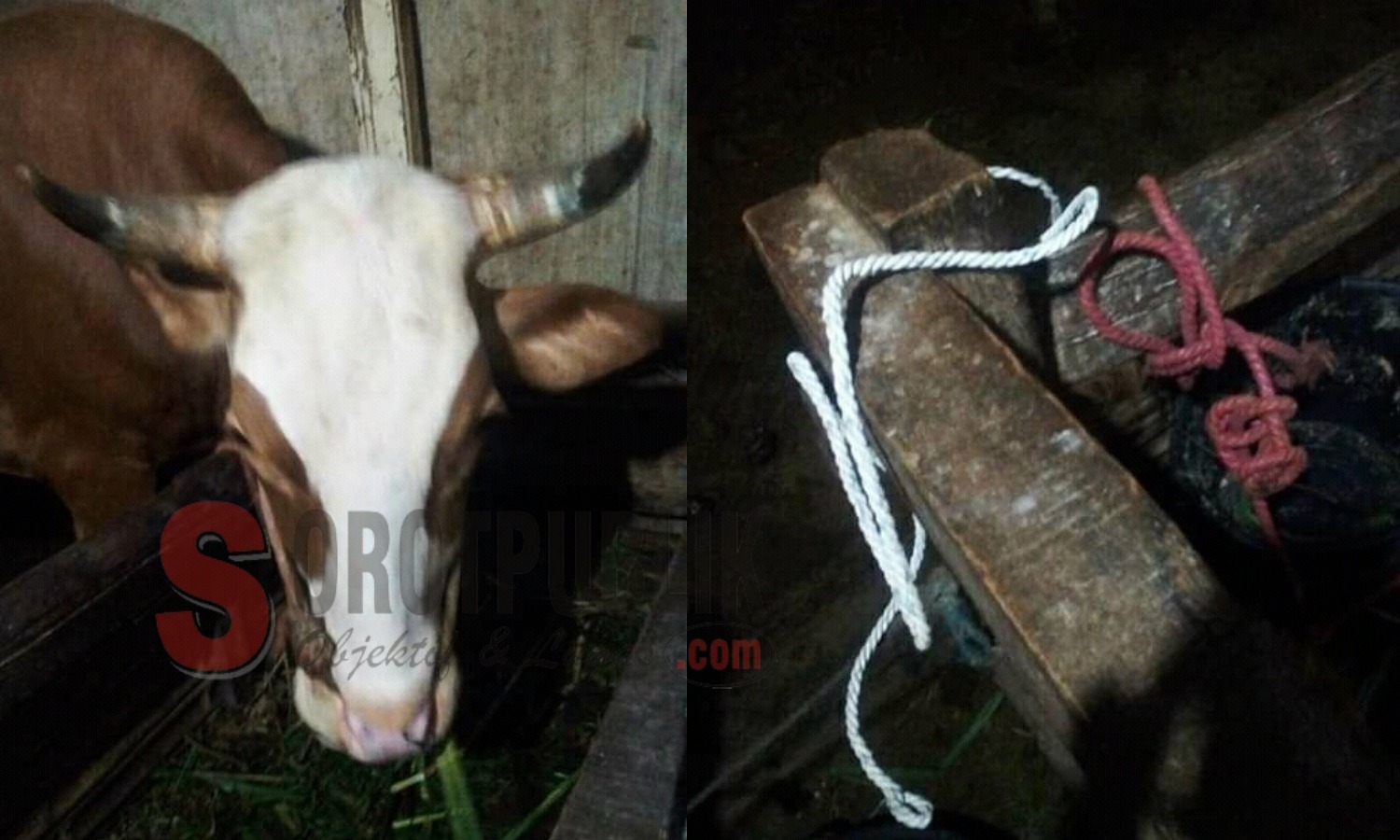 Anak sapi dan tampar milik Mad yang ditinggal maling bermobil di Jember setelah diambil induk sapinya. (Foto: Alunk/SorotPublik)