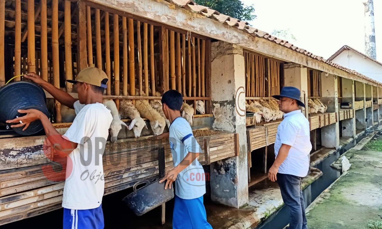 Idul Adha Masih Tinggal Sebulan Peternak Di Jember Siapkan