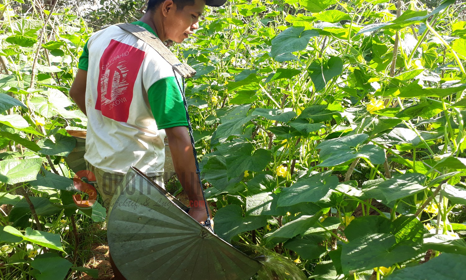 Fauzan, petani mentimun di Desa Jelbudan, Kecamatan Dasuk Sumenep Foto (Heri/SOROTPUBLIK)