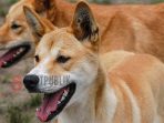 Ilustrasi anjing hutan