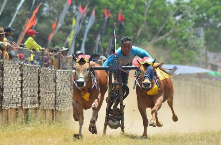 Ilustrasi Karapan Sapi di Kabupaten Sumenep. (Foto: Istimewa)