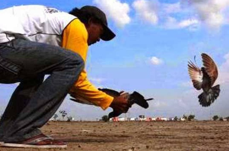 Ilustrasi Balap Merpati. (Foto: Istimewa)