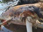 Warga Masakambing Dihebohkan Dengan Bangkai Ikan P