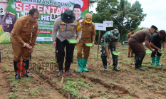 Forkopimda Menanam Jagung di Desa Ellak Daya