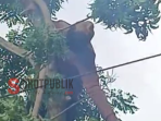 Warga Talango Tersengat Listrik Saat Mencari Pakan