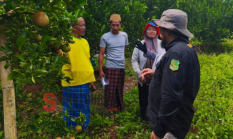 Komoditi Jeruk Terus Menjadi Perhatian Serius